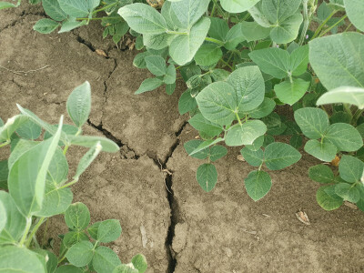 Fitotoksičnost soje