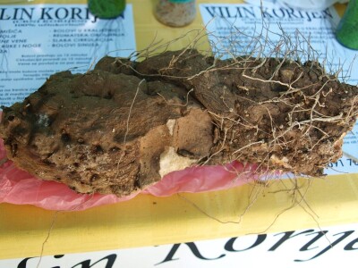 53. međunarodna vrtna izložba „Florart“