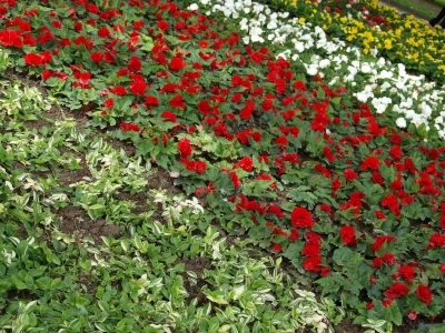 "Floraart", 52. međunarodna vrtna izložba
