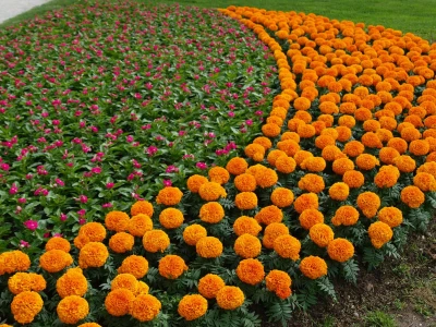 "Floraart", 52. međunarodna vrtna izložba