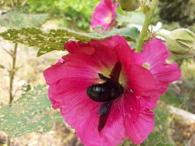 Floraart Floraart