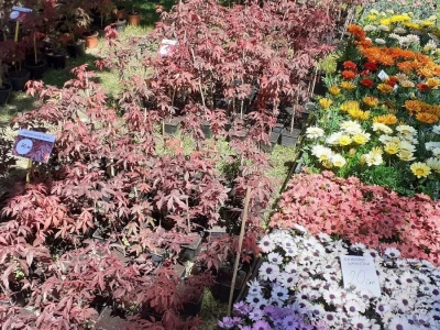 Floraart