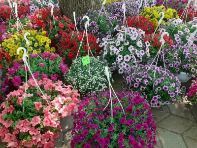 Floraart