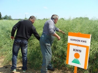 Da vidimo mi tu novu uljanu repicu!