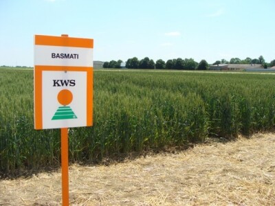KWS Basmati - nova sorta pšenice