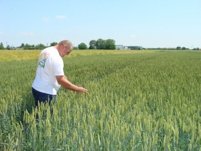 KWS Centralni dan polja pšenice, ječma, raži i uljane repice