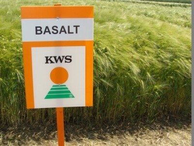 Basalt - nova sorta ječma