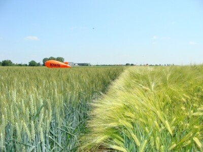 KWS Centralni dan polja pšenice, ječma, raži i uljane repice
