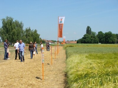 KWS Centralni dan polja pšenice, ječma, raži i uljane repice