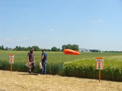 KWS Centralni dan polja pšenice, ječma, raži i uljane repice