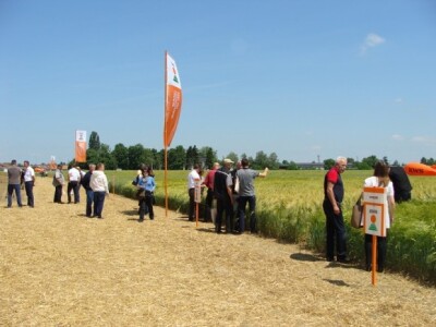 KWS Centralni dan polja pšenice, ječma, raži i uljane repice