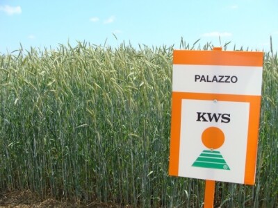 Palazzo - najtraženiji hibrdi raži