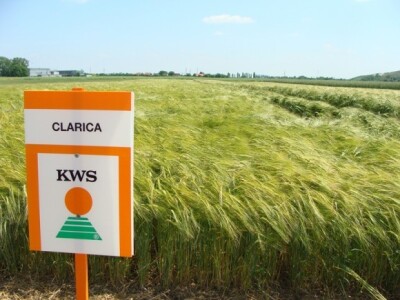 KWS Clarica - nova sorta ječma