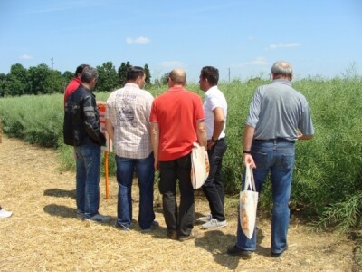 KWS Centralni dan polja pšenice, ječma, raži i uljane repice