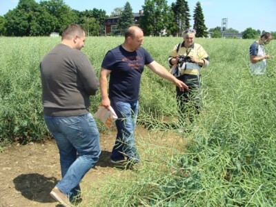 KWS Centralni dan polja pšenice, ječma, raži i uljane repice