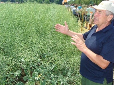 KWS Centralni dan polja pšenice, ječma, raži i uljane repice