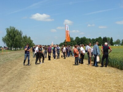 KWS Centralni dan polja pšenice, ječma, raži i uljane repice