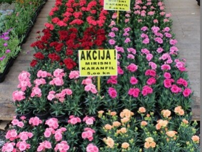 Šarolikost karanfila