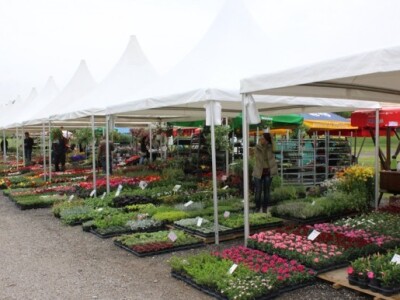 Velik izbor cvijeća