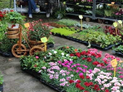 Cvjetna tržnica