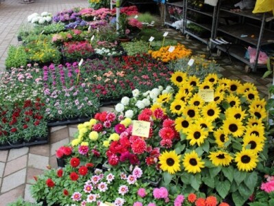 Cvjetna tržnica