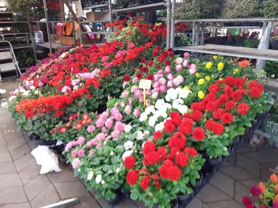 Floraart - Međunarodna izložba  cvijeća Floraart - Međunarodna izložba  cvijeća