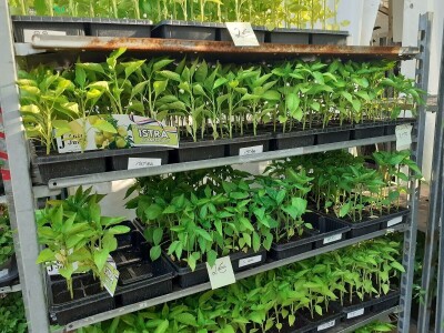 Floraart - Međunarodna izložba  cvijeća Floraart - Međunarodna izložba  cvijeća