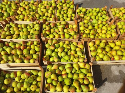 Foto: Arhiva Fruit Organica