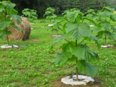 Folija protiv korova