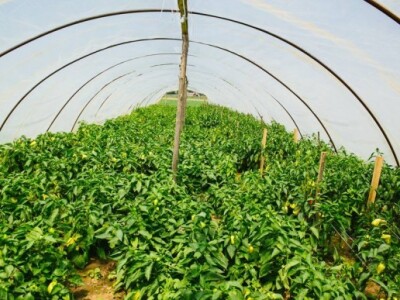 Uručena donacija Fondacije &quot;Ana i Vlade Divac &quot;