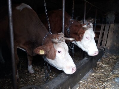 Foto: Ana Mari Foto: Ana Mari