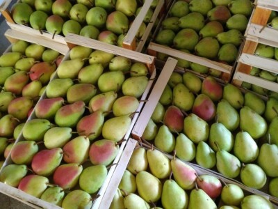 Foto: Arhiva Fruit Organica