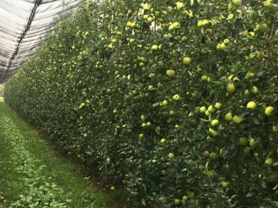 Foto: Arhiva Fruit Organica