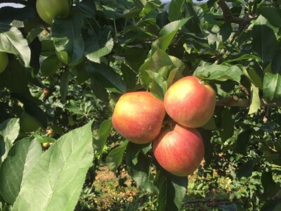 Foto: Arhiva Fruit Organica