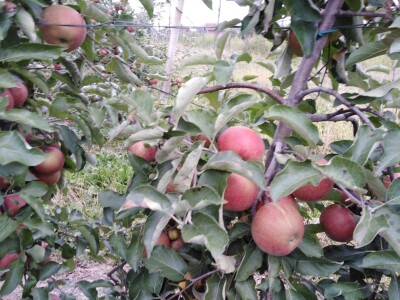 Foto: Arhiva Fruit Organica