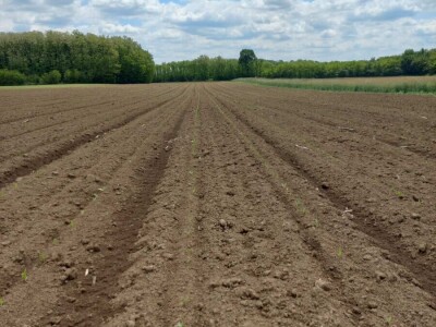 Foto arhiva Steve Bogdanovića Foto arhiva Steve Bogdanovića