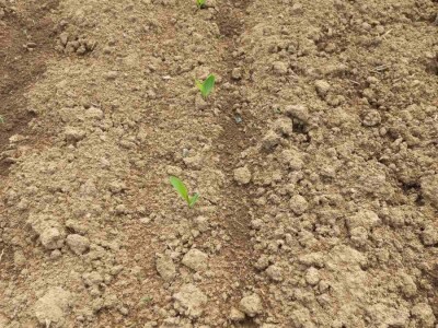 Foto arhiva Steve Bogdanovića Foto arhiva Steve Bogdanovića