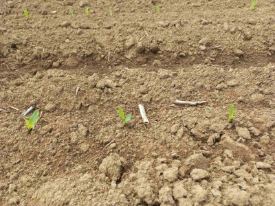 Foto arhiva Steve Bogdanovića Foto arhiva Steve Bogdanovića