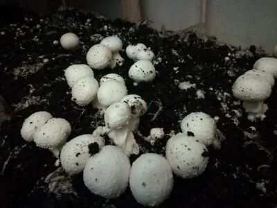 Foto: Danijela Plavšić