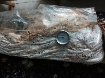 Foto: Danijela Plavšić