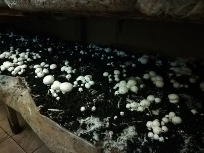 Foto: Danijela Plavšić