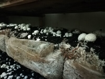 Foto: Danijela Plavšić