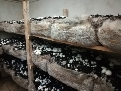 Foto: Danijela Plavšić