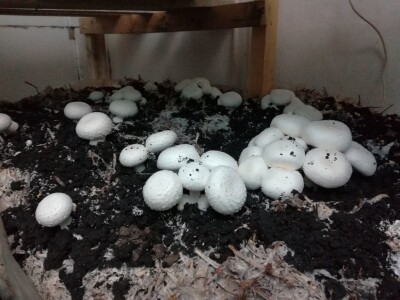 Foto: Danijela Plavšić