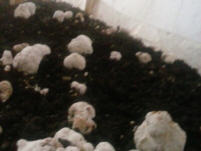 Foto: Danijela Plavšić