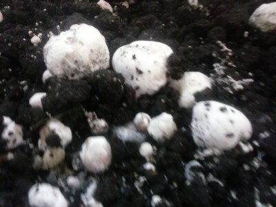 Foto: Danijela Plavšić