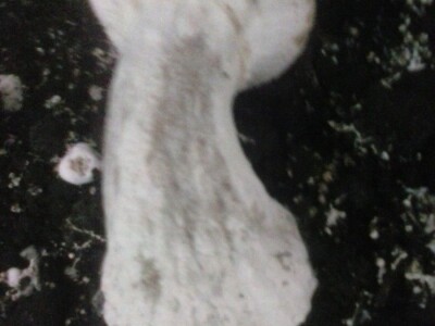 Foto: Danijela Plavšić