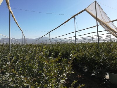 Foto: Danijela Plavšić