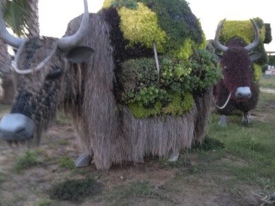 Foto: Danijela Plavšić