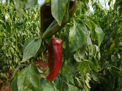 Foto: Danijela Plavšić